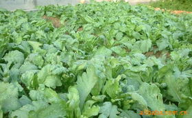 上海農慶農業科技咨詢公司 專業農業信息咨詢，助力現代農業發展