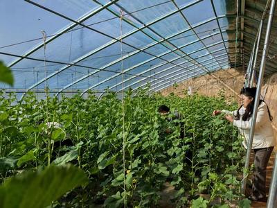 華池農(nóng)業(yè) 技術(shù)人員為設(shè)施蔬菜生產(chǎn)“開良方”，科技助力綠色高效發(fā)展